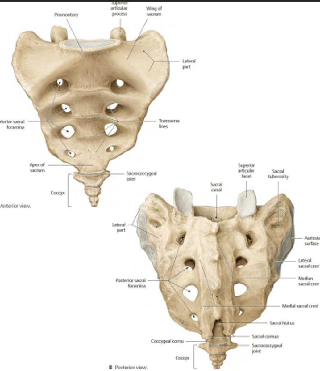 <p>How many Sacrum fused vertebrae are there?</p>