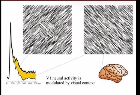 <p>RF in V1 zijn klein, in IT groot</p><p>LGN klein, steeds groter etc</p><p></p><p>feedforward en feedback met bewustzijn</p><p>V1 bij apen gemeten die specifieke stimuli verwerken</p><p>orientatie :&nbsp;</p><p>con 1 : kijkt naar figuur</p><p>con 2 : kijkt naar achtergrond,&nbsp;</p><p>Maar zien hetzelfde, weten niet of figuur of achtergrond is</p><p>op moment dat een cel kijkt naar een object op een achtergrond blijft de cel langer vuren</p><p><strong>contextuele modulatie</strong></p><p><strong>eerste 100 ms identiek, daarna veranderen</strong></p><p></p>