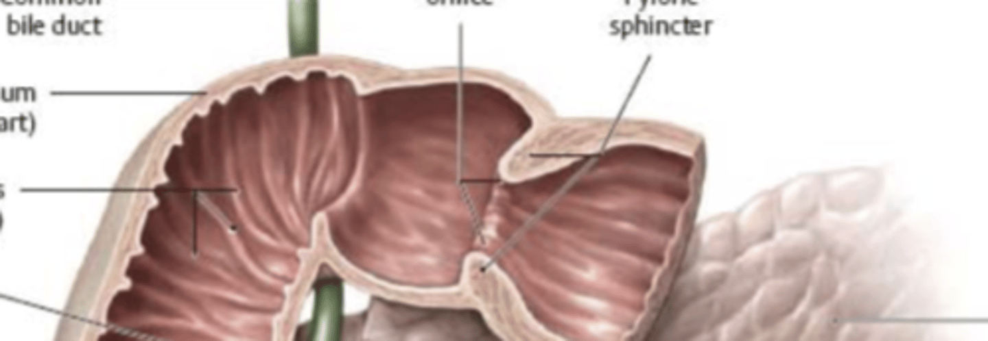 <p>- 5 cm long, T12-L1</p><p>- Anterior to portal vein and common bile duct</p><p>- Duodenal gap: site of ulcer</p>