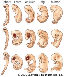 <p>Embryology</p>