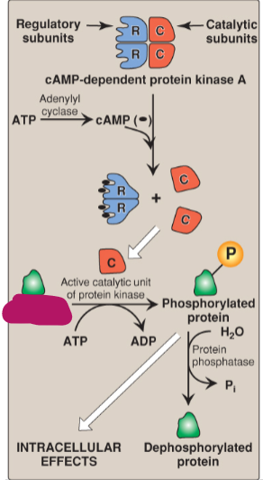 <p>Label the actions of cyclic adenosine monophosphate.</p>