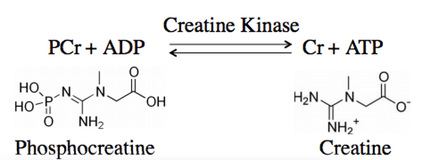 <p>instant replenishment of ATP is achieved by high energy phosphate phosphocreatine (PCr)<br><br>- mediated by the enzyme creatine kinase (found in abundance at locations of ATP hydrolysis and regeneration)<br>- stimulus for CK activity is an increase in ADP conc (thus lots of ATP hydrolysis has been happening)</p>