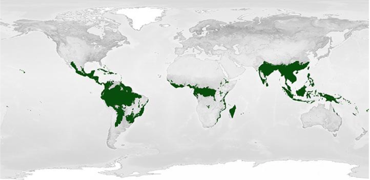 <ul><li><p><span><strong>Major Locations: </strong>Equatorial on most continents</span></p></li><li><p><span><strong>Rainfall</strong>: Abundant year-round</span></p></li><li><p><span><strong>Climate: </strong>Hot year-round</span></p></li><li><p><span><strong>Features: </strong>Highest biodiversity on land. Lush, dark, and damp. Poor soil</span></p></li></ul><p></p>
