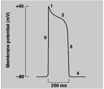 <p><span>Phase 0 Upstroke</span></p><p><span>Phase 1 Early repolarisation</span></p><p><span>Phase 2 Plateau phase</span></p><p><span>Phase 3 Late repolarisation</span></p><p>Phase 4 Resting membrane potential</p>