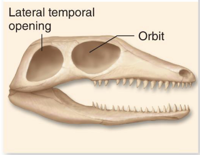 <p>What skull type in the class Reptilia is this and how many holes does it have</p>