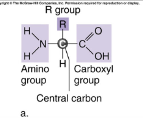 <p>building blocks of proteins. -has a central carbon, amino group, carboxyl group, and a side chain (R/ radical group) -the R group gives it unique structures and properties. Can be chemically altered.</p>