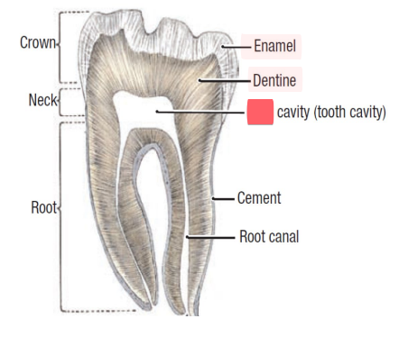 <p>of teeth,</p><ul><li><p>nerves</p></li><li><p>blood vessels</p></li></ul><p></p>