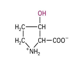 * addition of hydroxyl groups (OH)
* triple-helical coiled-coil of collagen (needs 3 of these)