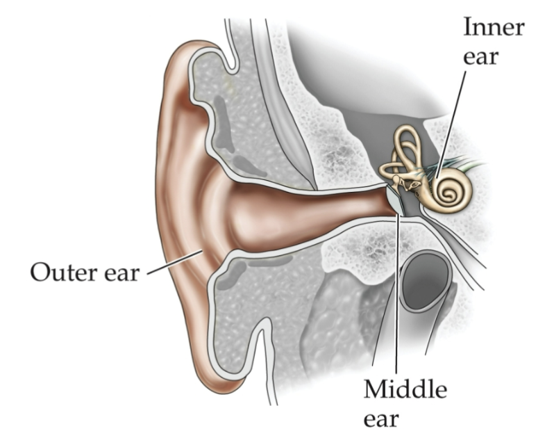 <p>Outer ear (pinna &amp; ear canal), middle ear (ossicles), inner ear (cochlea)</p>