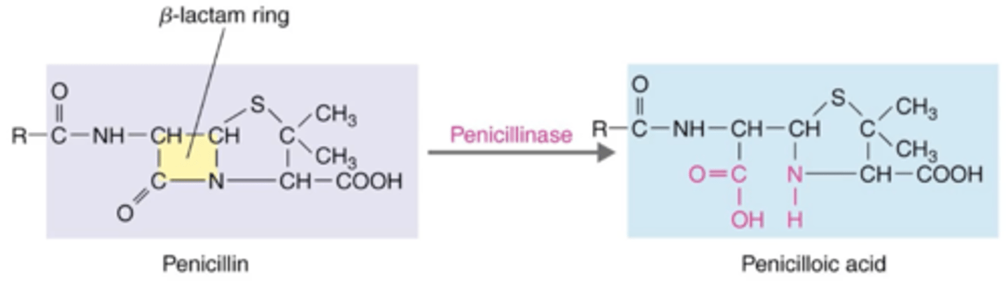 <p><strong>Antibiotics That Inhibit Cell Wall Synthesis (Penicillins)</strong></p><p></p><p>Some bacteria are resistant to penicillin because they can produce which enzyme?</p>