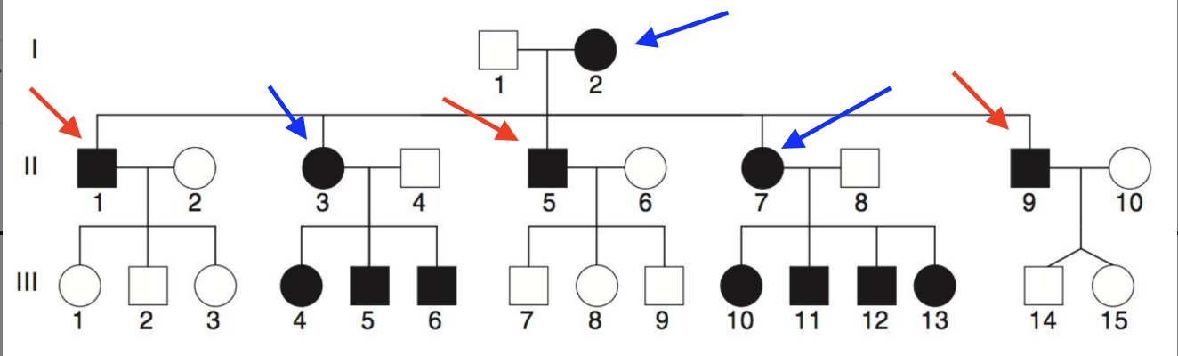 <p>Di truyền ty thể</p><ul data-type="taskList"><li data-checked="true" data-type="taskItem"><label><input type="checkbox" checked="checked"><span></span></label><div><p>Mẹ bị bệnh sinh con bị bệnh</p></div></li><li data-checked="true" data-type="taskItem"><label><input type="checkbox" checked="checked"><span></span></label><div><p>Bố bị bệnh nhưng con không bị bệnh</p></div></li></ul><ul data-type="taskList"><li data-checked="true" data-type="taskItem"><label><input type="checkbox" checked="checked"><span></span></label><div><p>Mũi tên xanh: mẹ</p></div></li><li data-checked="true" data-type="taskItem"><label><input type="checkbox" checked="checked"><span></span></label><div><p>Mũi tên đỏ: bố</p></div></li></ul><p></p>