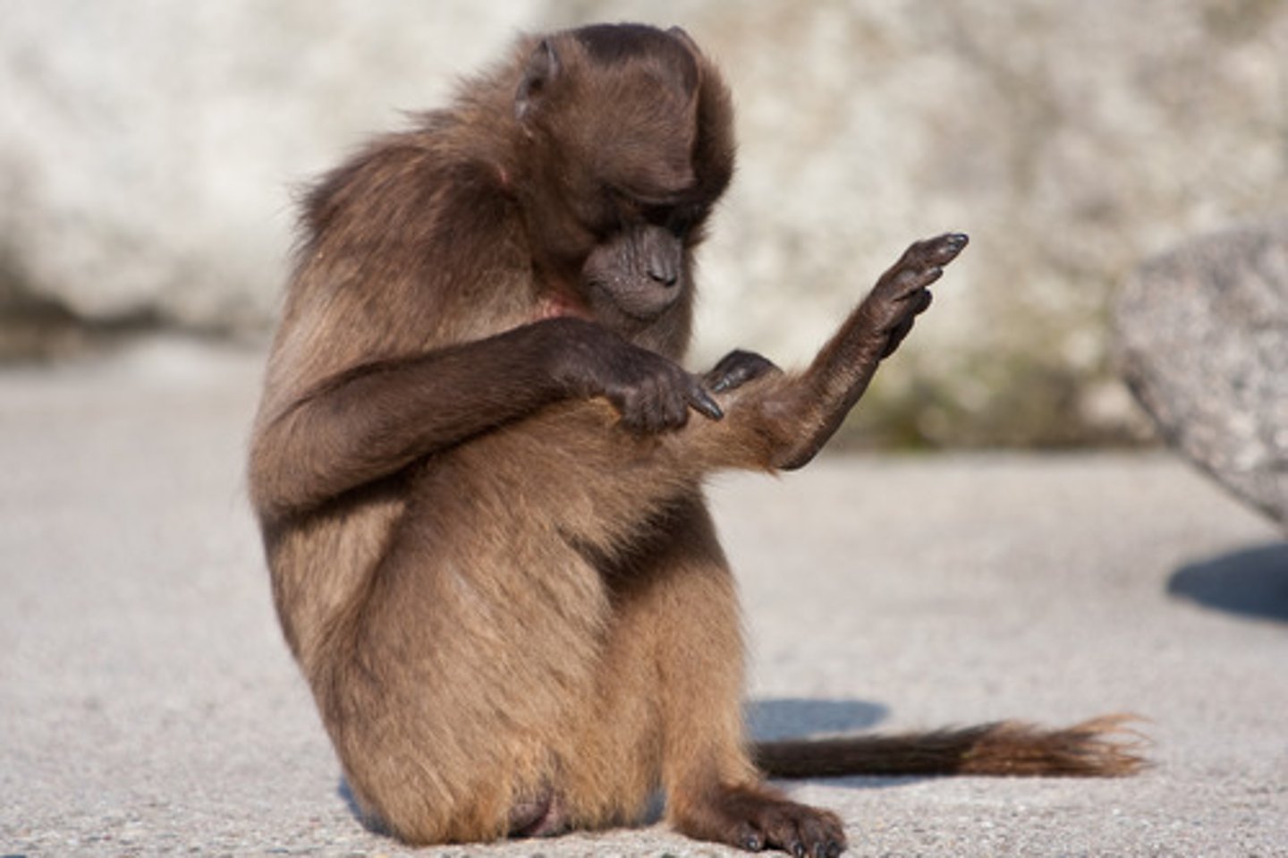 <p>monkey</p>
