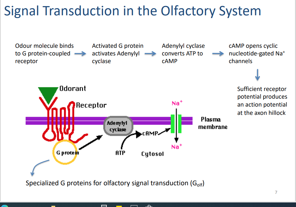<ol><li><p>odor molecule binds to G protein-coupled receptor </p></li><li><p>activated G protein (<strong>GOIF</strong>) activates Adenylyl cyclase </p></li><li><p>AC converts ATP to cAMP </p></li><li><p>cAMP opens cyclic nuclotide-gated Na channel </p></li><li><p>sufficient receptor potential produces Action potential at the axon hillock </p></li></ol>