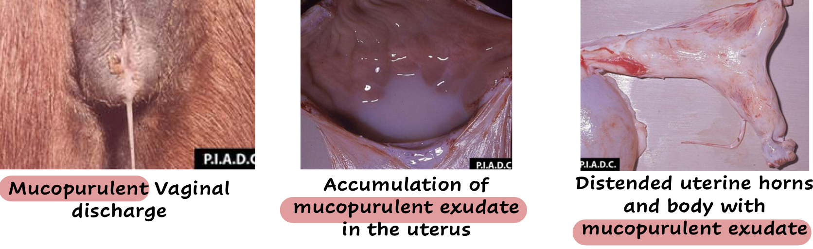 <ul><li><p>Endometritis</p></li><li><p>Cervicitis</p></li><li><p>Vaginitis</p></li></ul><p></p>