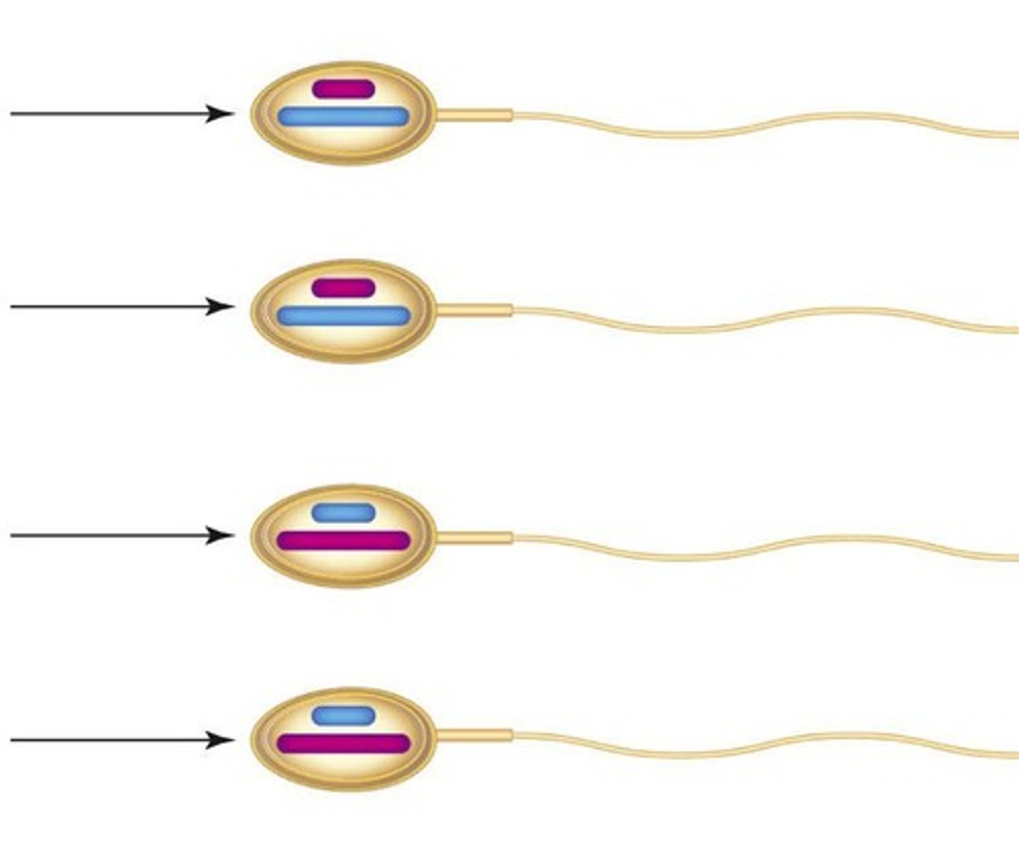 <p>It produces eggs (female gametes) or sperm (male gametes).</p>