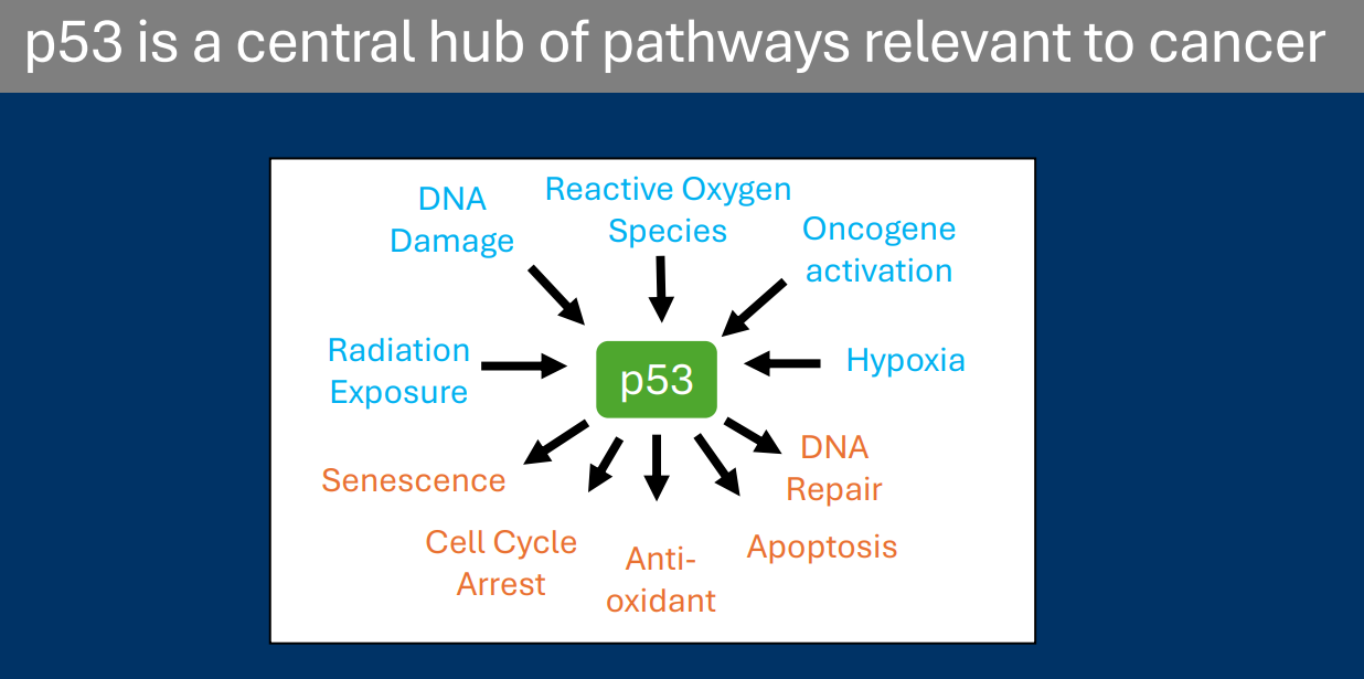 <p>• <strong>p53</strong> is one of the most well studied tumor suppressor genes</p><p>-Altered in almost all human cancers</p><p>•<strong> p53</strong> expression is regulated by the <strong>ubiquitin-proteasome system</strong></p><p>• <strong>MDM2</strong> is the ubiquitin ligase responsible for p53 ubiquitination and degradation</p><p>• Activators of p53 interfere with p53/MDM2 interaction</p><p>- This prevents p53 degradation and leads to more p53 expression</p><p><mark data-color="purple" style="background-color: purple; color: inherit;">Two examples of p53 activation:</mark></p><p><u>• DNA Damage:</u> <strong>ATM</strong> and <strong>CHK2</strong> kinases phosphorylate p53 and this modification prevents interaction with MDM2</p><p><u>• Oncogene activation:</u> Constitutive RAS activation leads to modifications of MDM2 that prevent interaction with p53</p>