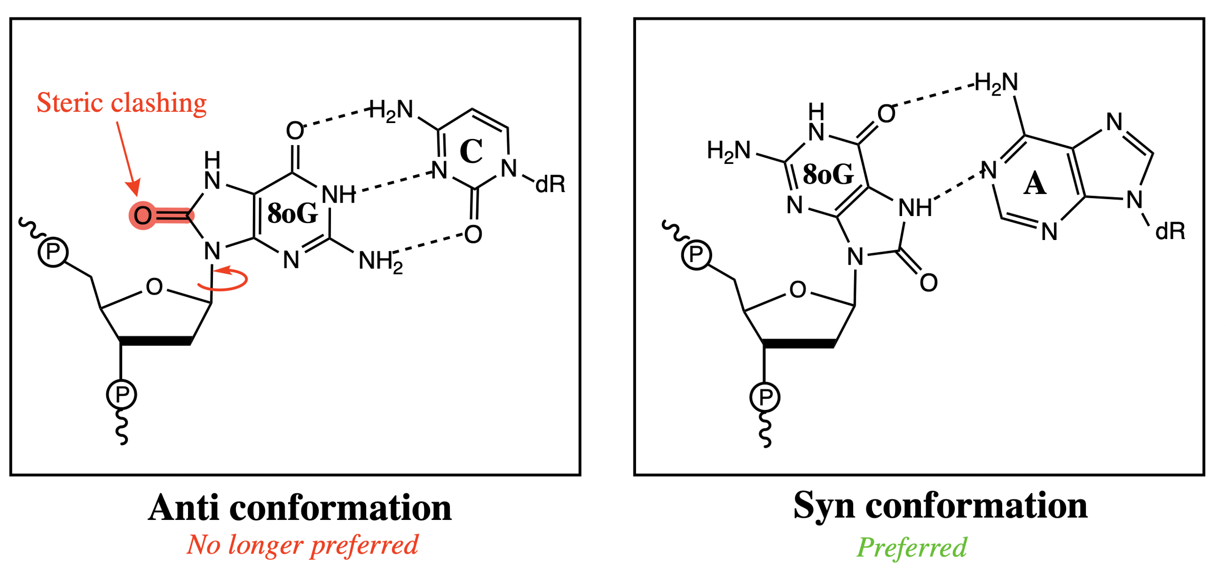 <p><span>Hoogsteen base pairs with adenine, instead of the typical Watson-Crick pairs with cytsoine</span></p>