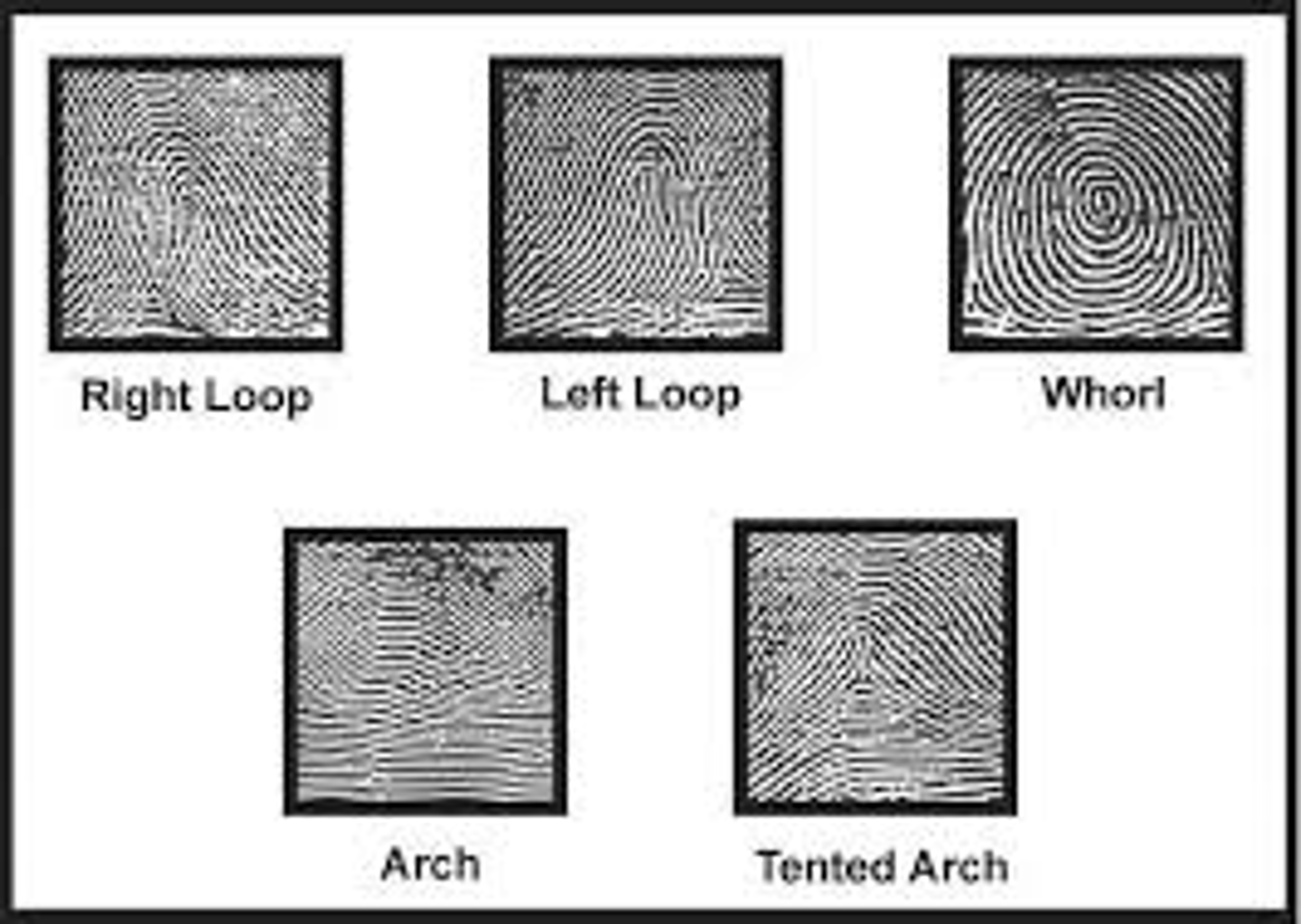 <p>recognizable pattern of ridges in a fingerprint</p>