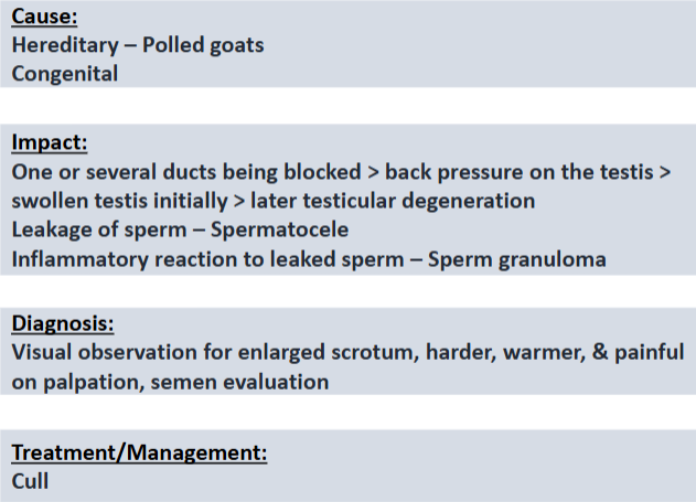 <p><span>Spermatocele &amp; Sperm Granuloma</span></p>