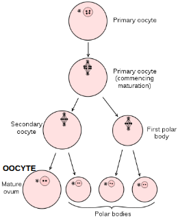 <p>The process of egg (ovum) formation in females. It occurs in the ovaries and involves meiosis, resulting in one mature egg cell (ovum) and three smaller polar bodies that eventually degenerate.</p>