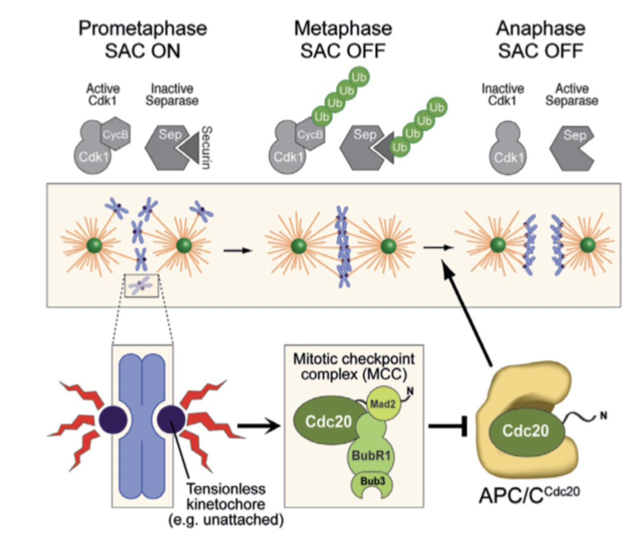 <p>what happens when APCC is activated during metaphase</p>