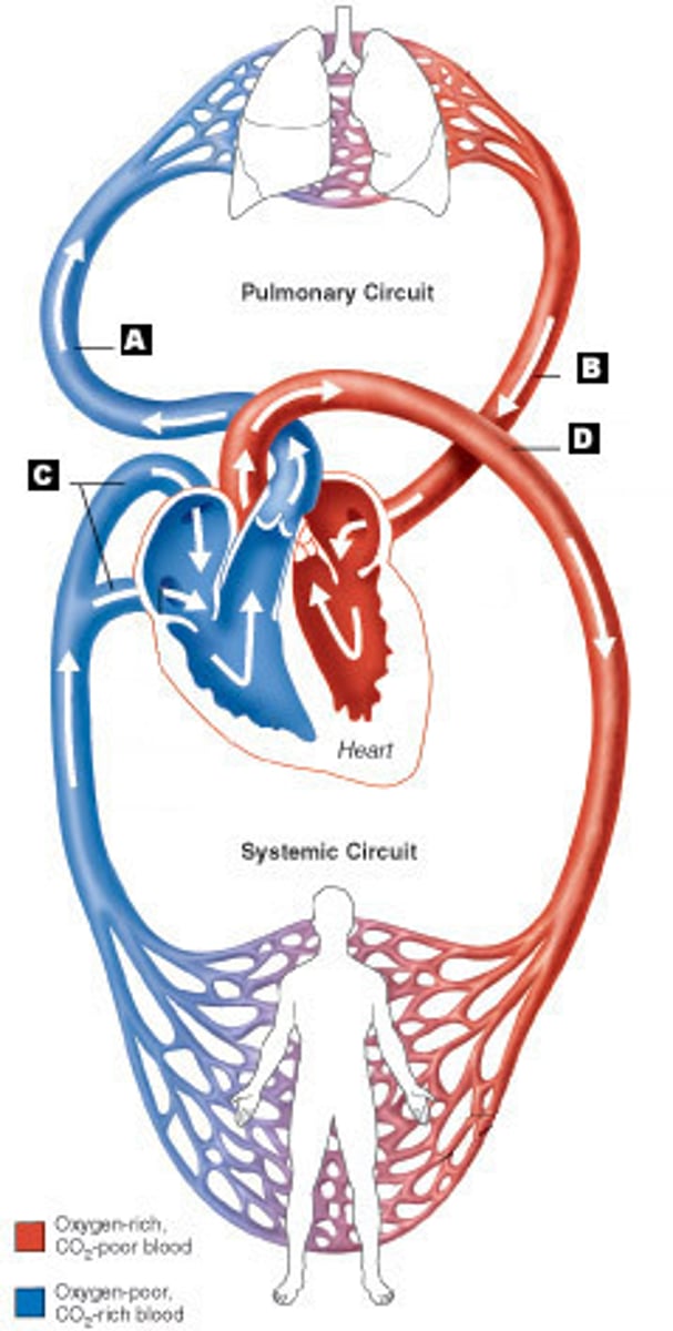 <p>blood flow from the heart to the all the parts of the body</p>