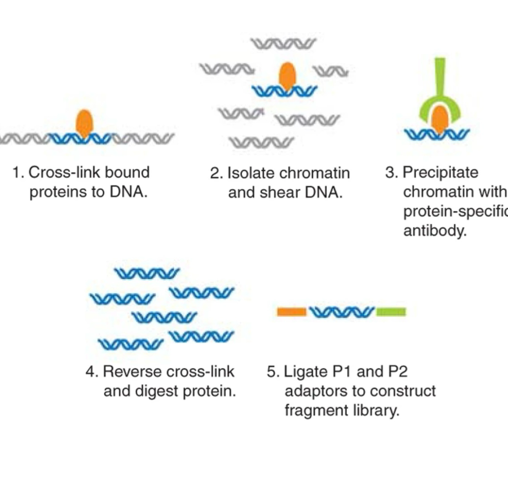 <p>What happens during chromatin preparation in ChIP-Seq?</p>