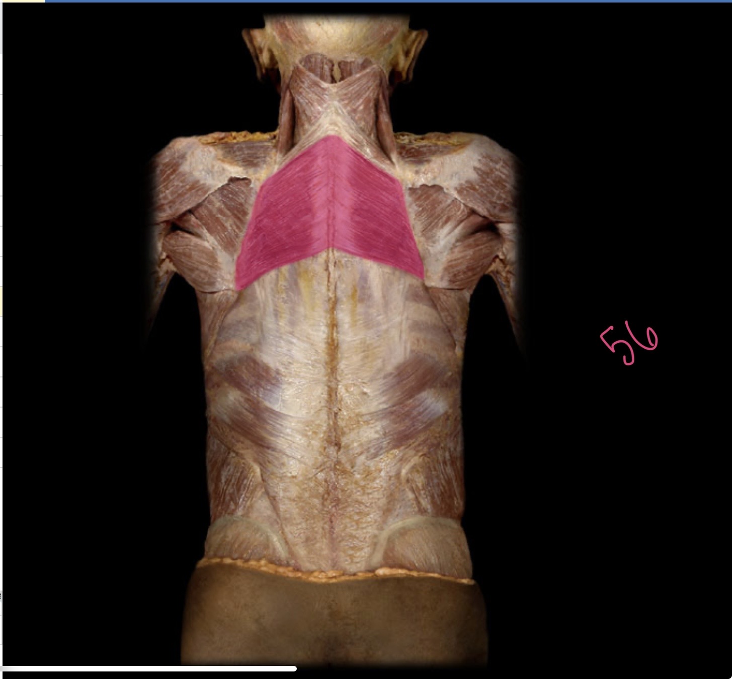 <p>Rhomboid</p>