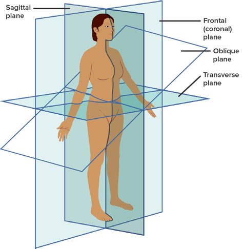 <p>divides into superior/cranial and inferior/caudal</p><p>aka horizontal</p>