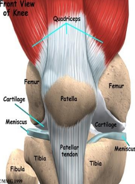 <p>Which muscles perform <strong>MEDIAL rotation </strong>of the knee, and which <strong>ligament </strong>checks it?</p>