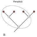 <p>What is a paraphyletic group?</p>