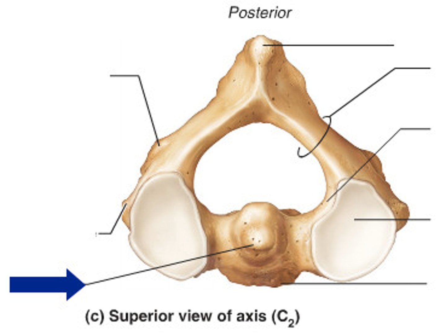<p>Name the structure.</p>