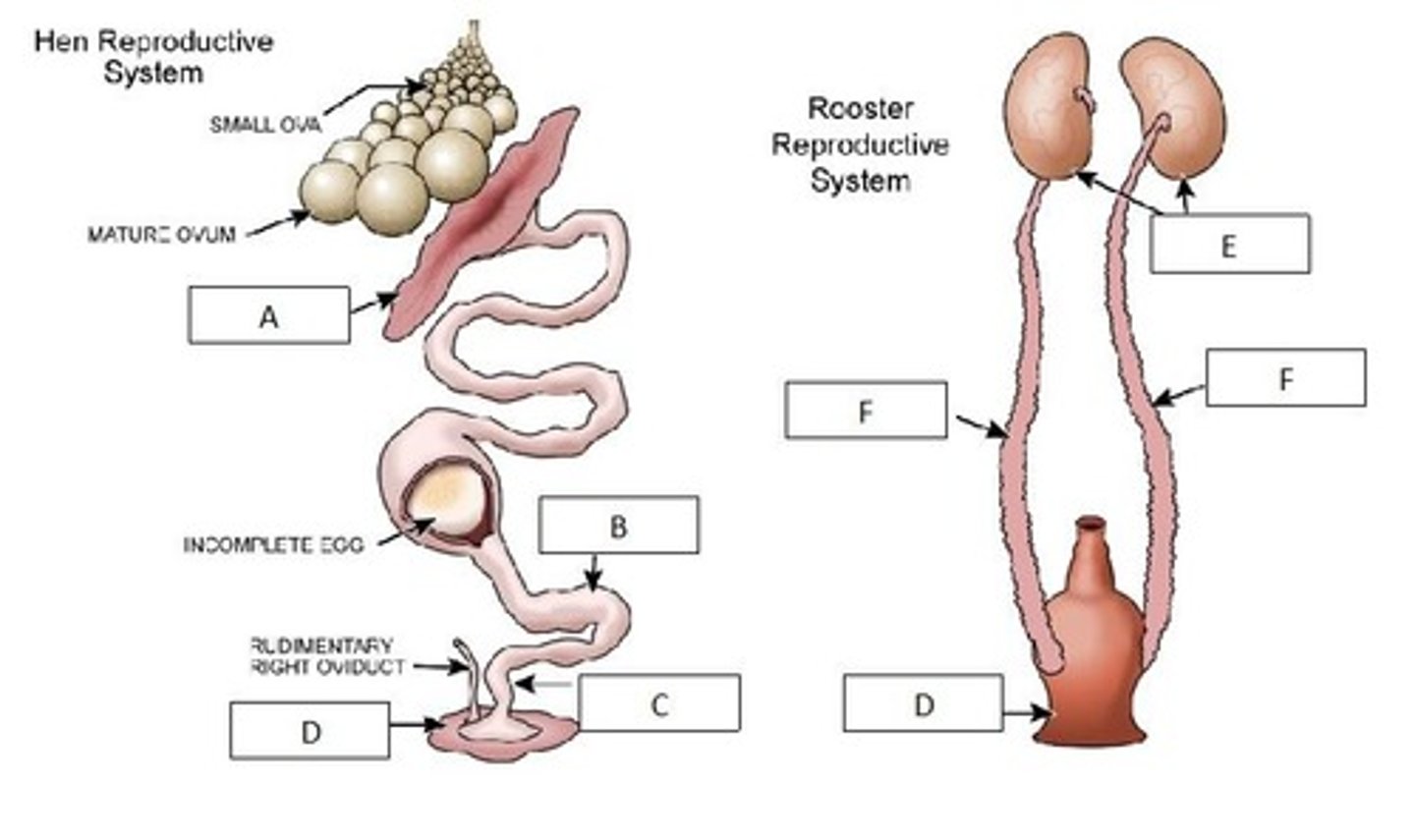 <p>Uterus</p>