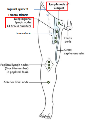 <p>what structures does the deep inguinal lymph node drain? what does it drain into?</p>