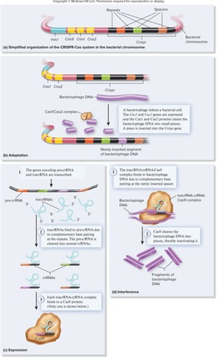 <p>The phase where the non-coding RNAs actively inhibit the target RNA.</p>