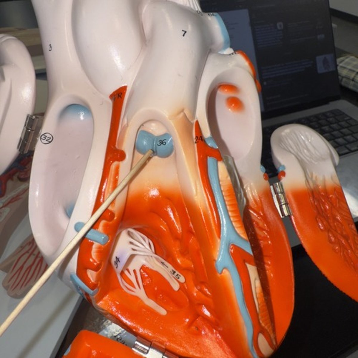 <p>Identify the structure.</p>