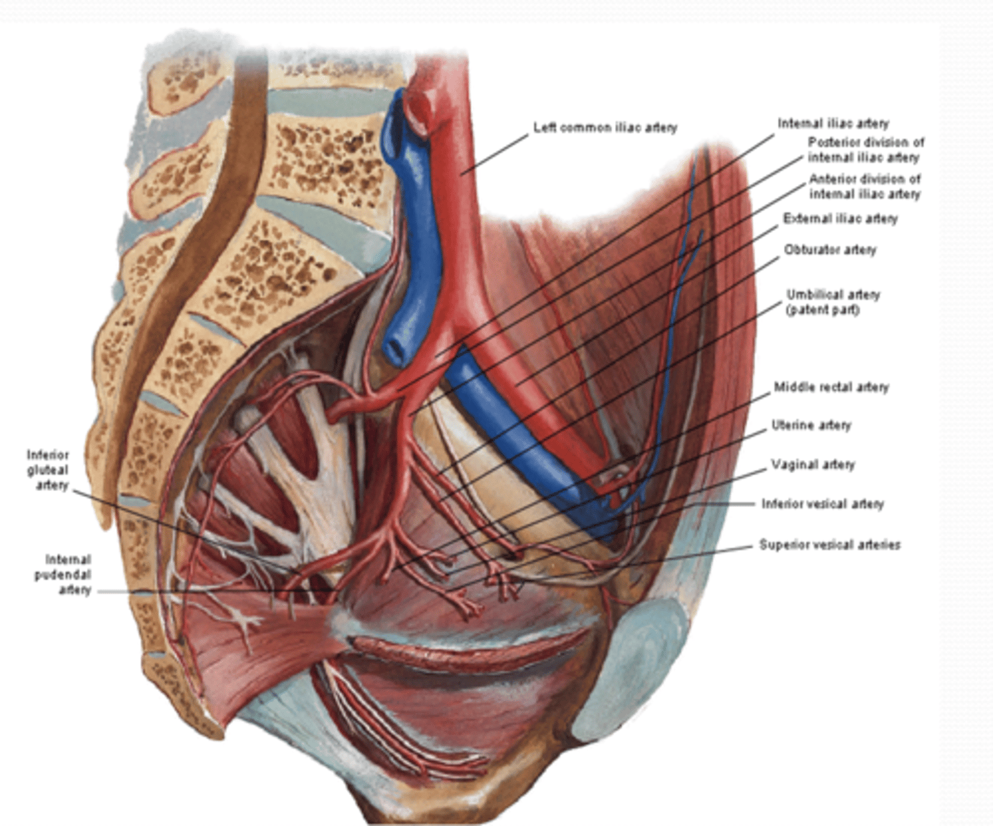 <p>What is the Superior vesical artery of the anterior division of the pelvis supply? (2)</p>
