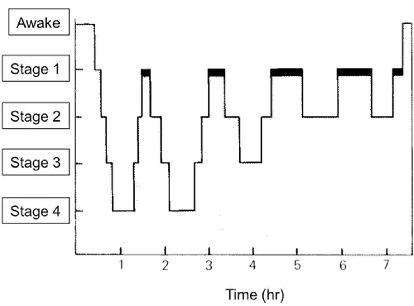 <p>a line graph that represents the stages of sleep plotted against time</p>