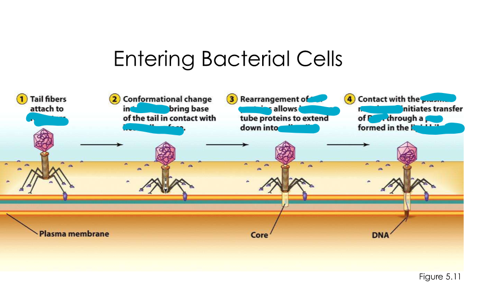 <p>Virus entering bacterial cells</p>