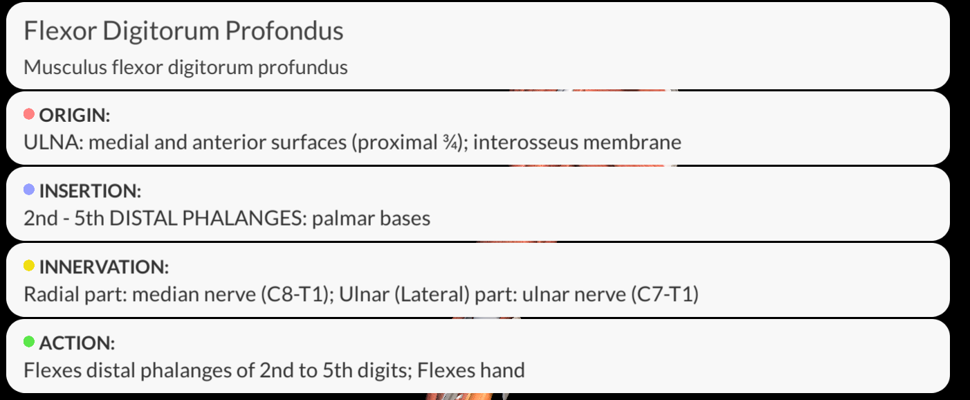 <p><strong><u>Origin</u></strong>: anterior surface of the ulnar, interosseous membrane</p><p><strong><u>Insertion</u></strong>: base of the distal phalanx of the 2nd to 5th fingers</p><p><strong><u>Innervation:</u></strong> The lateral half is by the median nerve; the medial half is by the ulnar nerve.</p><p><strong><u>Function</u></strong>: flexes interphalangeal joints of the index, middle, ring and little finger; can also flex metacarpophalangeal joints of the same fingers and the wrist joint.</p>