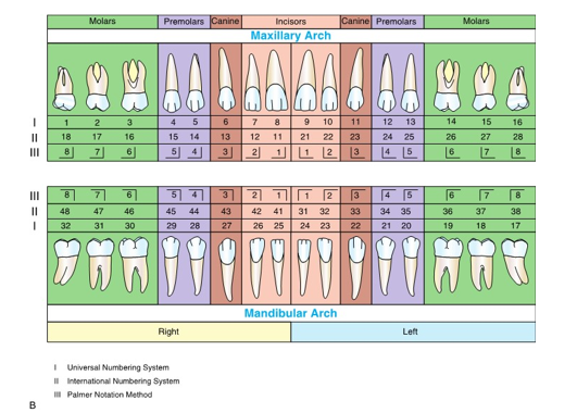<ul><li><p>teeth are designated from each other by using a two digit code</p></li><li><p>the first digit corresponds to the specific quadrant the tooth lies in, with the second number indicating the position of the tooth in the quadrant</p></li><li><p>for example: the right central maxillary incisor would be tooth “11”</p></li><li><p>primary dentition starts first quadrant at 5</p></li></ul><p></p>