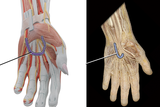 <p>supplies blood to hand</p>