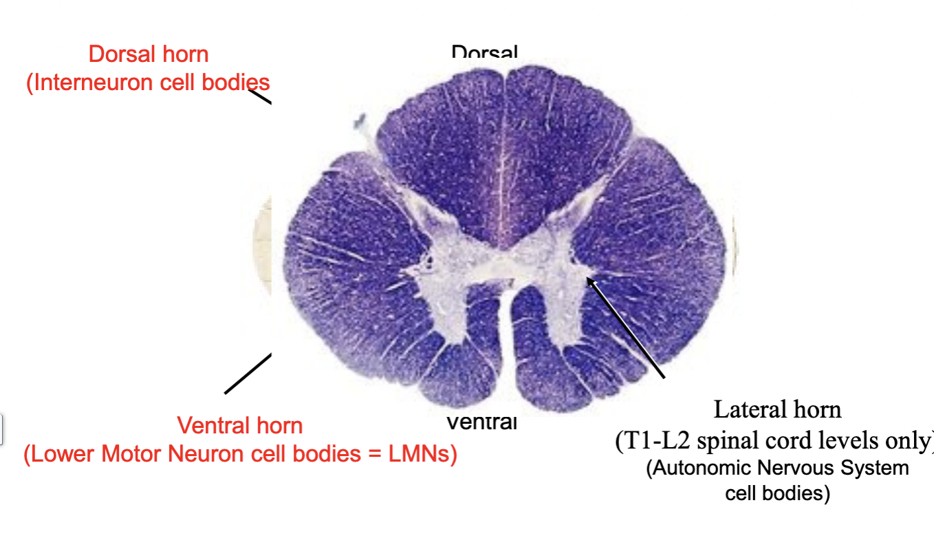 <p>neuron cell bodies</p>