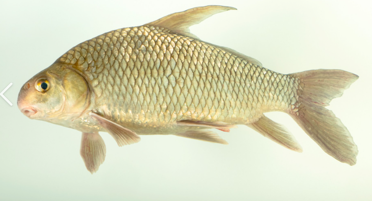 <p>What fish is this and how do you know</p>