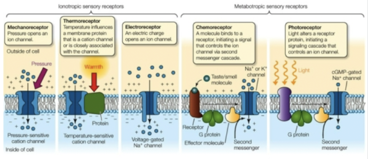 <ul><li><p>The detector is able to take stimulus energy and convert it to polarization or depolarization</p><ul><li><p>Uses ionotropic or metabotropic receptors</p></li></ul></li><li><p><strong>Generator potentials</strong> = local changes in membrane potential, resemble EPSPs</p></li></ul>