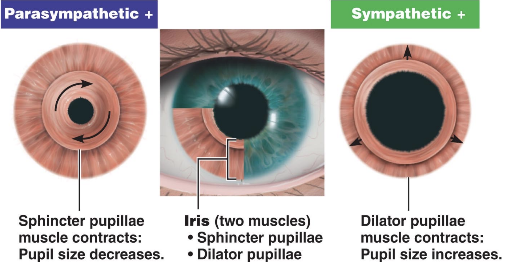 <p>Sympathetic NS controls the dilator pupillae (contraction for fight or flight)</p><p>Parasympathetic NS controls sphincter pupillae (dilation)</p>