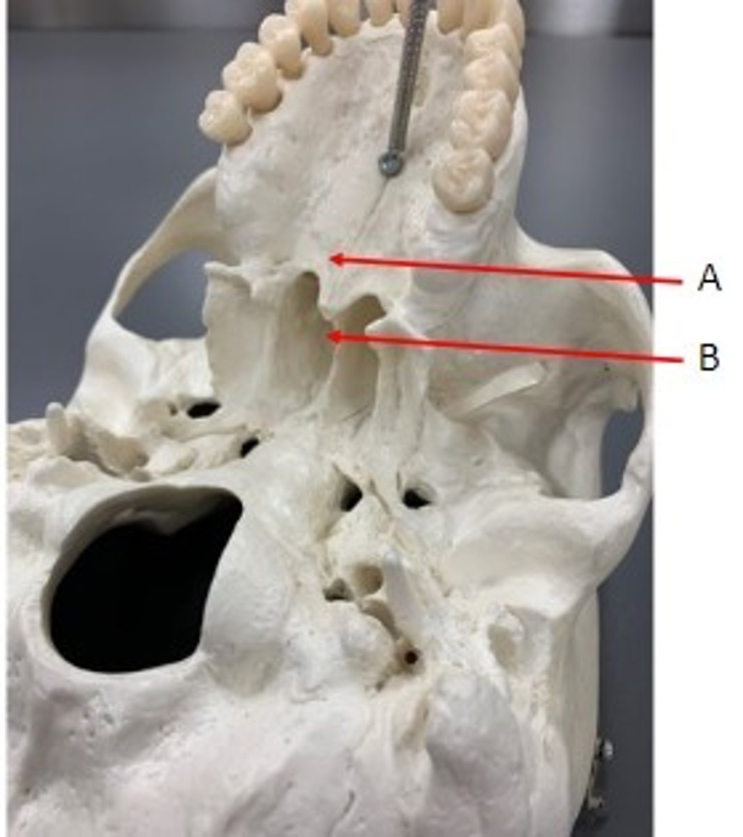 <p>Identify</p>
