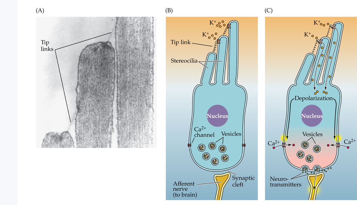 <p><span>Stereocilia regulate the flow of ions into and out of hair cells. (A) This photomicrograph shows the threadlike tip links that connect the tip of each shorter stereocilium to its taller neighbor. (B, C) Bending the stereocilia atop a hair cell opens the ion pores, permitting a rapid influx of potassium ions (K</span><sup>+</sup><span>) into the hair cell. This depolarization opens channels that allow calcium ions (Ca</span><sup>2+</sup><span>) to enter the base of the hair cell, causing the release of neurotransmitters into the synaptic cleft between the hair cell and an afferent auditory nerve (AN) fiber, resulting in the nerve fiber firing, sending a signal to the brain. Between 5 and 30 AN fibers synapse with each inner hair cell; only one is shown here.</span></p>