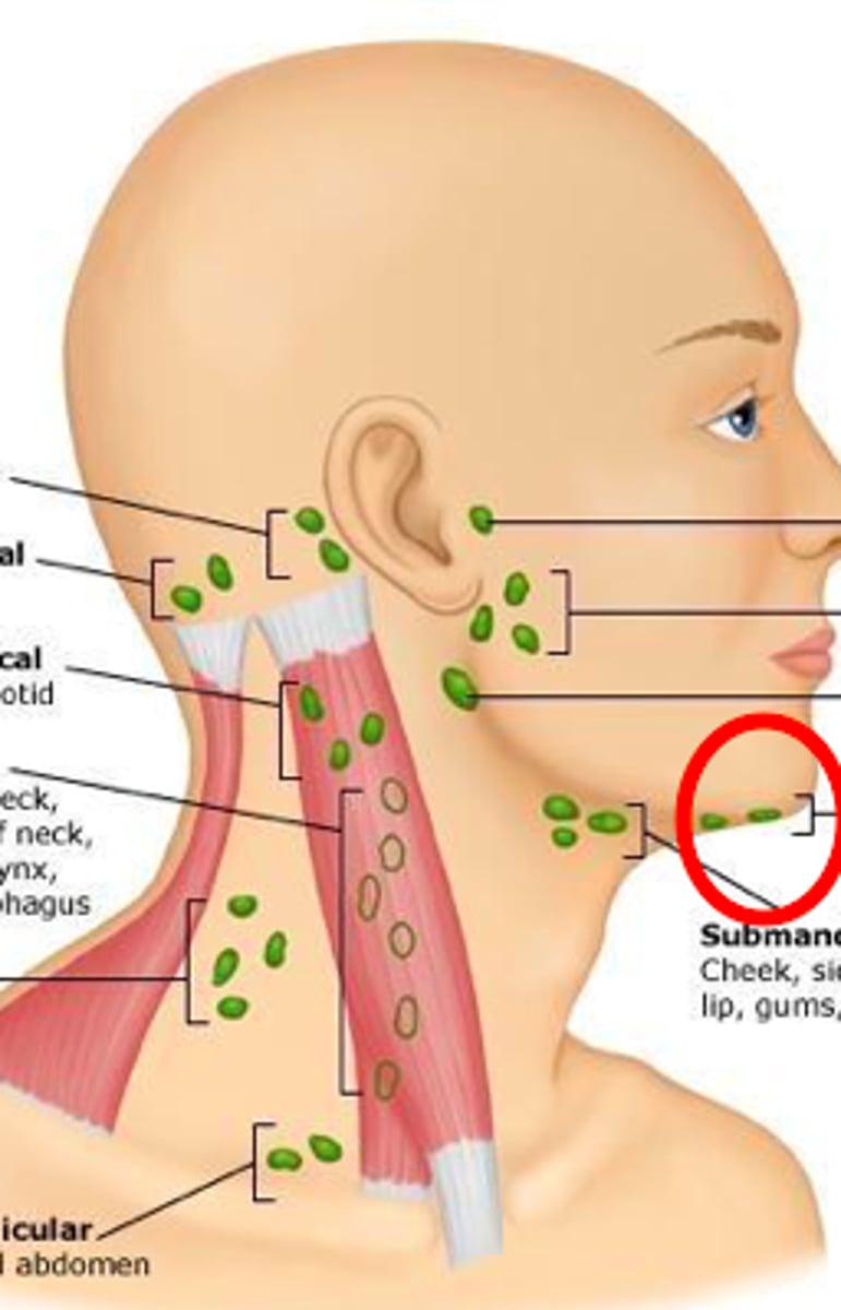 <p>Infection in the area of the chin, tip of the tongue, anterior floor of the mouth, lower lip, and adjacent gingiva all drain into the ______</p><p>*when enlarged, these nodes can be palpated just posterior to the mandibular symphysis)</p>