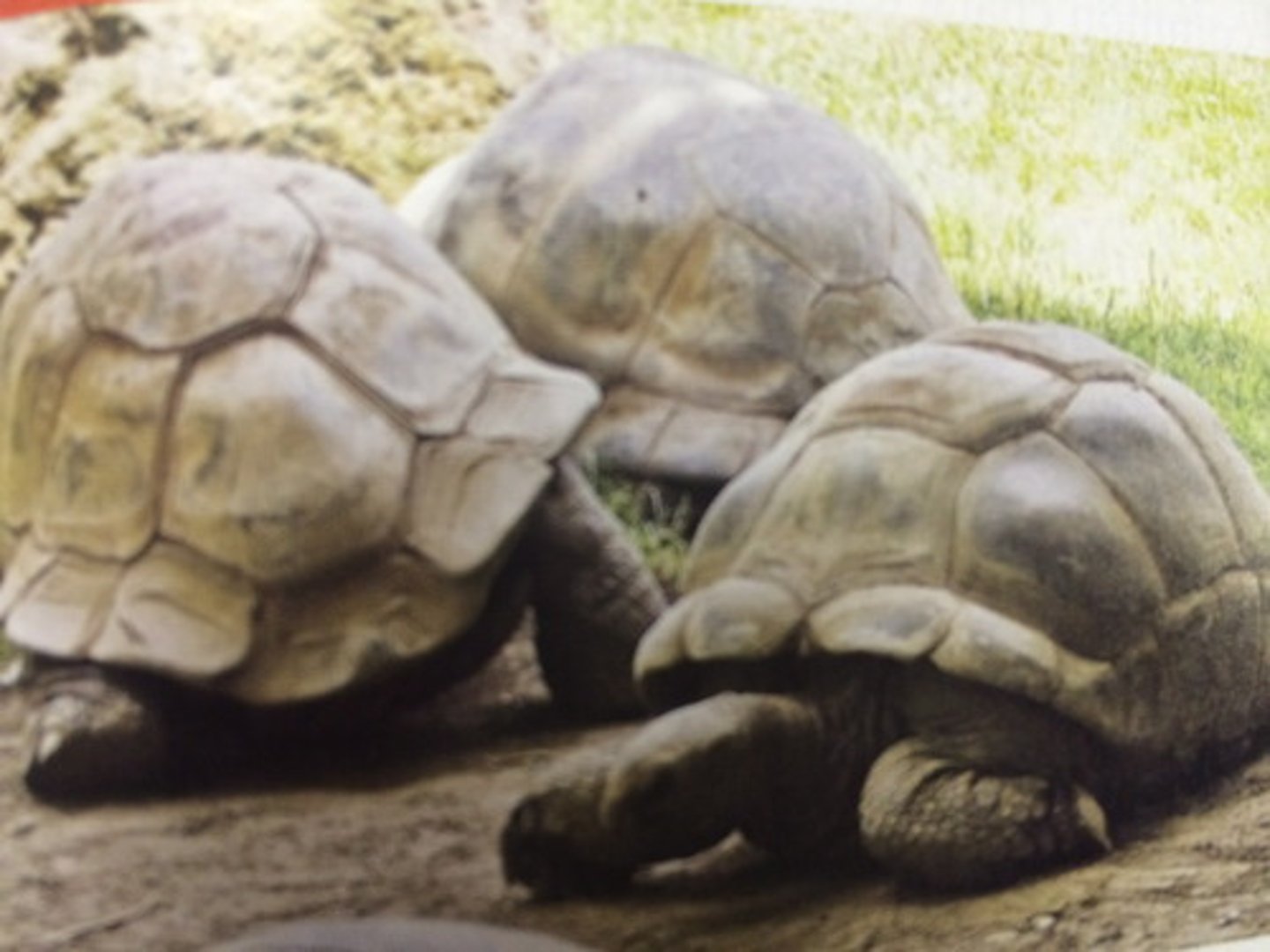 <p>Traits that allow organisms best adapted to the environment to live long enough to reproduce, passing those traits to the next generation.</p>